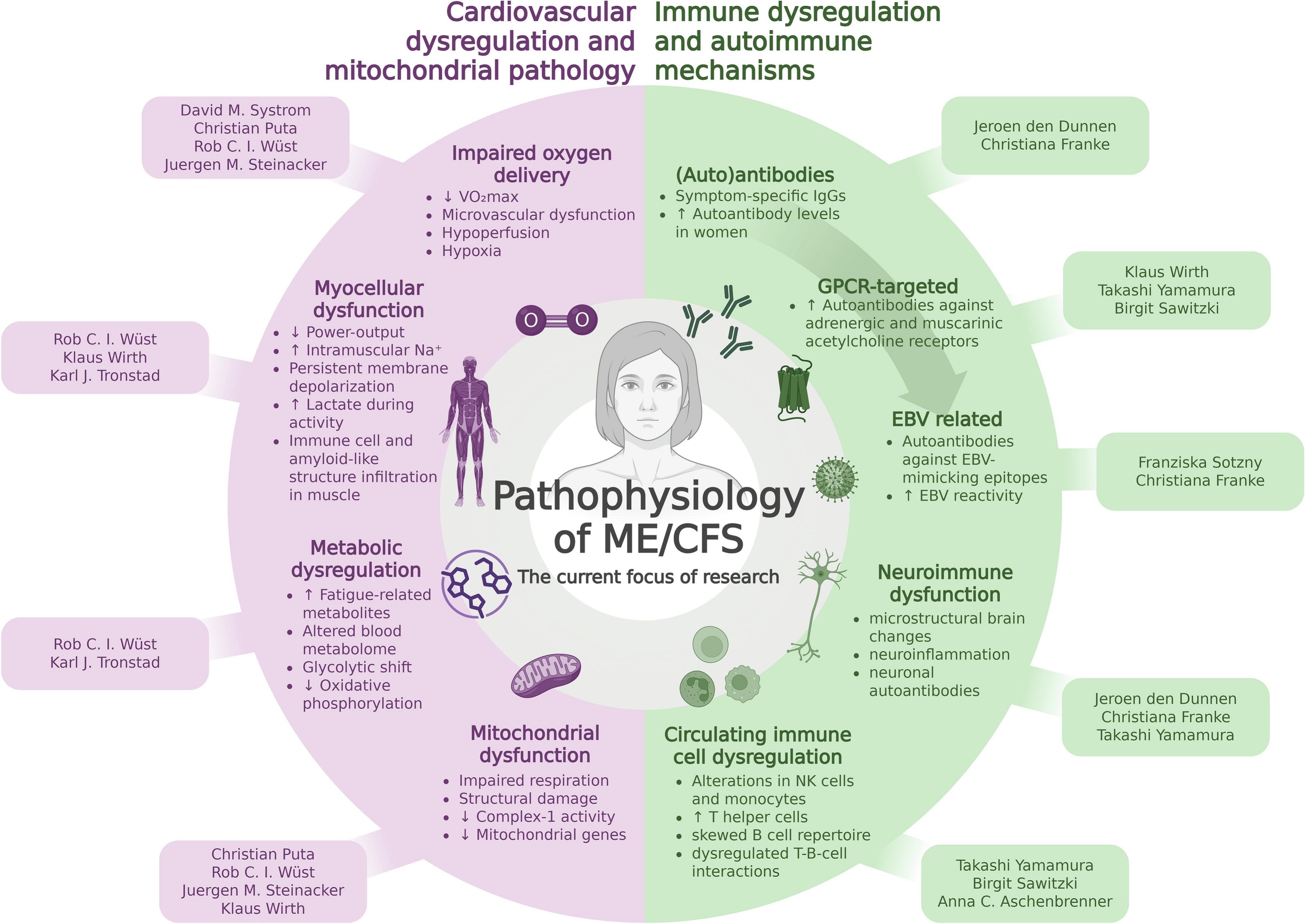 Pathophysiological mechanisms of ME/CFS
